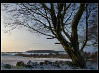Winter Woodland image
